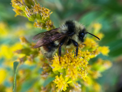 Bombus bifarius