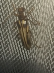 Ortholeptura valida