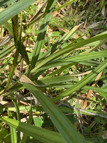 Scleria gaertneri