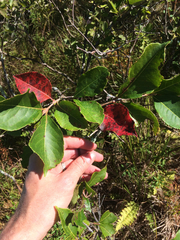 Viburnum cassinoides