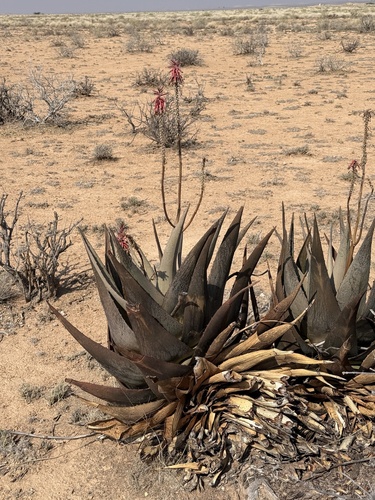 Aloe glabrescens