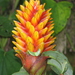 Costus curvibracteatus - Photo (c) Dave Skinner, some rights reserved (CC BY-NC), uploaded by Dave Skinner