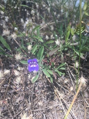 Penstemon laetus
