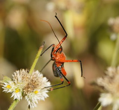 Poecilobdallus formosus