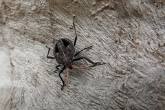 Poecilometis strigatus