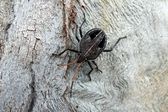 Poecilometis strigatus