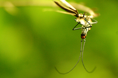 Macrochenus isabellinus