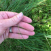 Carex billingsii - Photo (c) Charlie Hohn, algunos derechos reservados (CC BY), subido por Charlie Hohn
