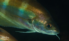 Trisopterus luscus