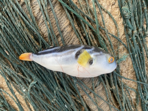 Yellowfin puffer (Takifugu xanthopterus) — Tetraodontidae — 3