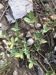 Trifolium gymnocarpon