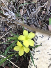 Talinum polygaloides