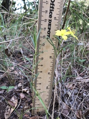 Talinum polygaloides