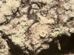 Lecanora appalachensis