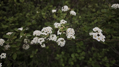 Spiraea nervosa observed 2025-04-17