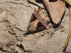 Dichromia quinqualis