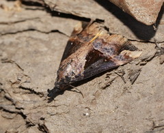 Dichromia quinqualis