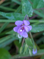 Epilobium glaberrimum