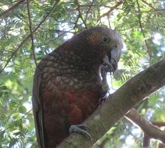 Nestor meridionalis septentrionalis