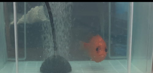 Ostichthys japonicus observed 2025-04-16