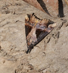 Dichromia quinqualis