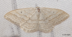 Scopula ancellata