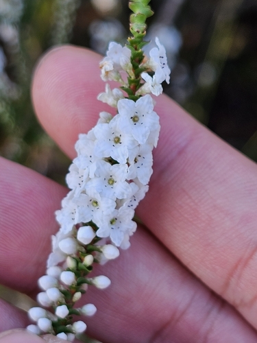 Image of Epacris microphylla by (c) Tim, some rights reserved (CC BY)