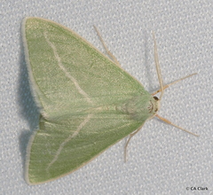 Chlorosea margaretaria