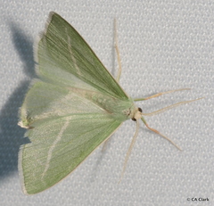 Chlorosea margaretaria