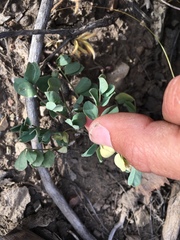 Astragalus lentiginosus