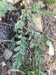 Astragalus lentiginosus