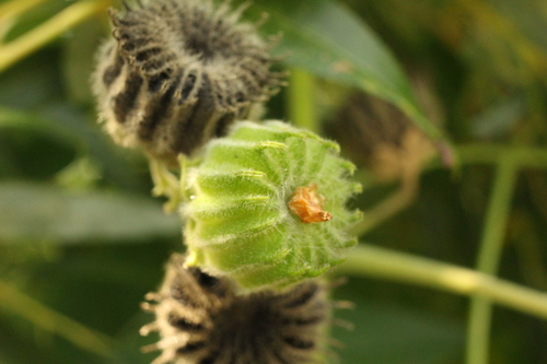 China jute (Abutilon theophrasti)