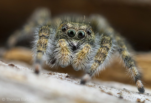 Intertidal Jumping Spider