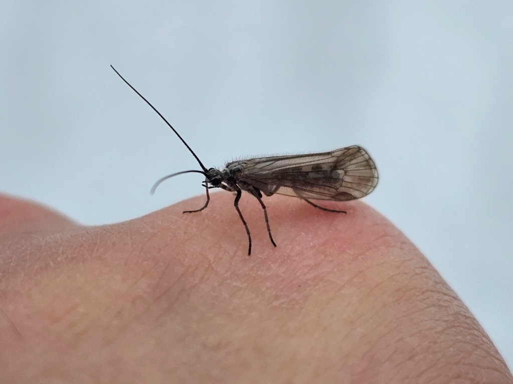 Chilostigma sieboldi