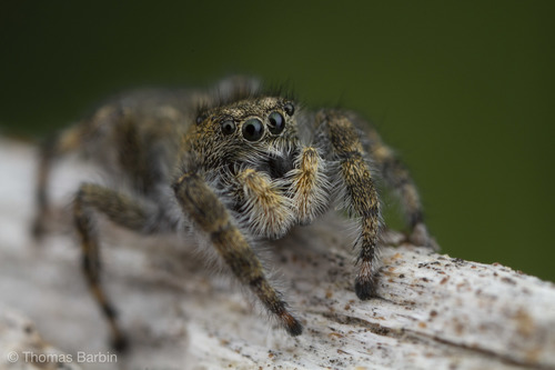 Intertidal Jumping Spider
