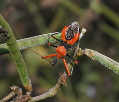 Poecilobdallus formosus