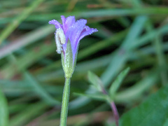 Epilobium glaberrimum
