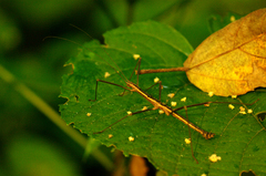 Neohirasea