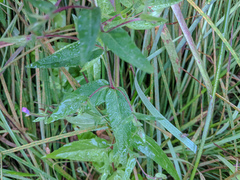 Epilobium glaberrimum