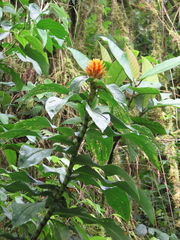 Costus curvibracteatus