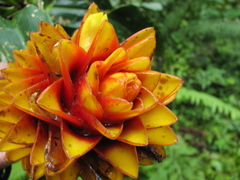 Costus curvibracteatus