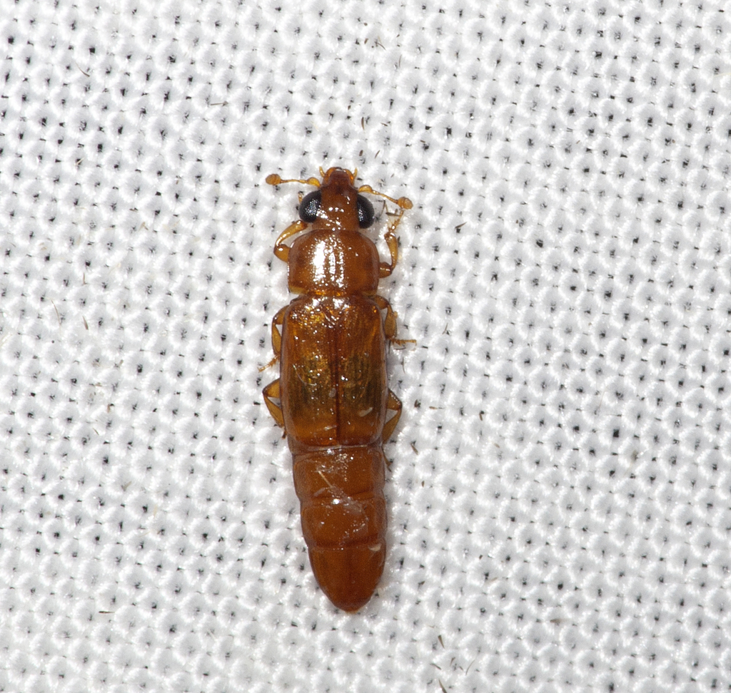 Macrostola straminea