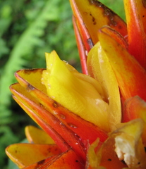 Costus curvibracteatus
