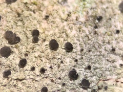 Bacidia circumspecta