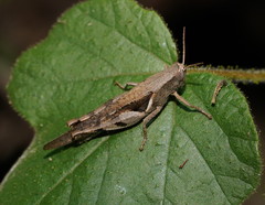 Stenocatantops angustifrons