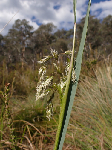 Image of Anthoxanthum redolens by (c) Nina Kerr, some rights reserved (CC BY)