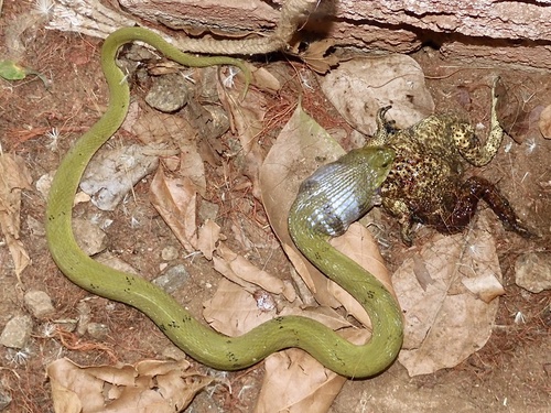 Green Keelback