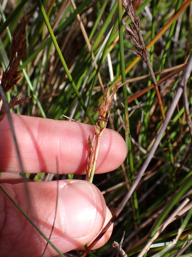 Machaerina gunnii observed 2025-04-12