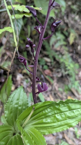 Image of Liparis gigantea by (c) Cheng-Te Hsu, some rights reserved (CC BY)