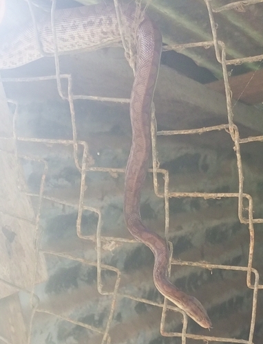 Brown Rainbow Boa